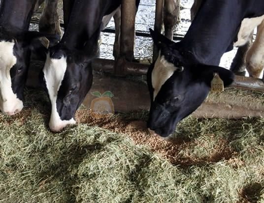 2065 calidad nutricional ganado