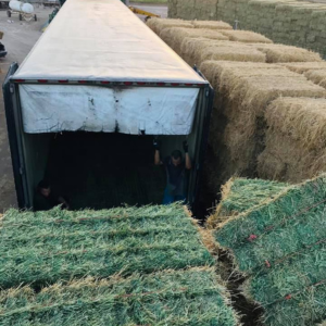 diseño sin título (13)