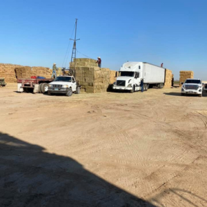 diseño sin título