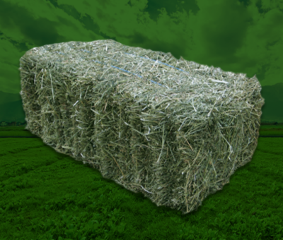 diseño sin título (27)